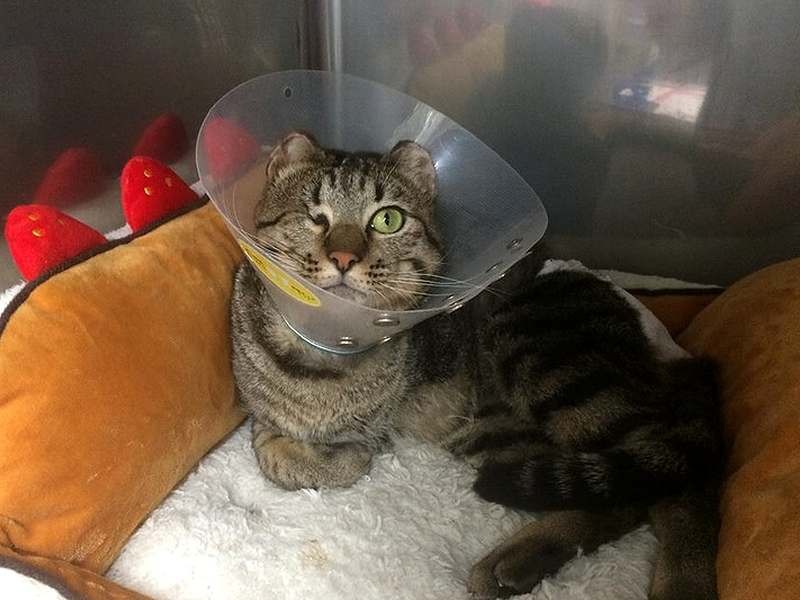 話しかけると顔を向けた