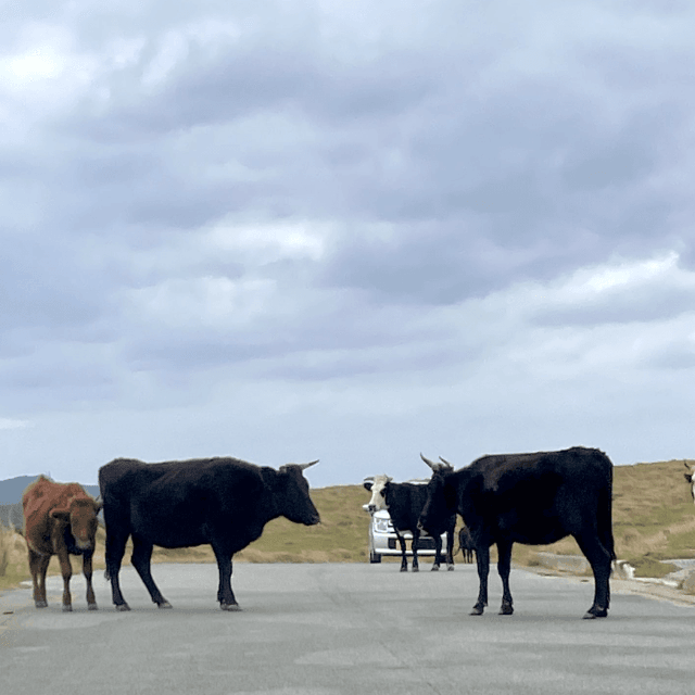 東崎の東牧場の中を、島を一周する道路が通っている。過去画像　画像提供：与那国市観光協会