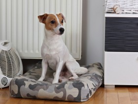 冬に増える犬や猫の感電事故　暖房器具に要注意！電気コードも危ない