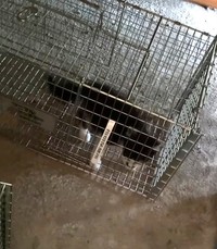 床下の子猫、無事に捕獲（「はちわれ農園」さん提供、Instagramよりキャプチャ撮影）