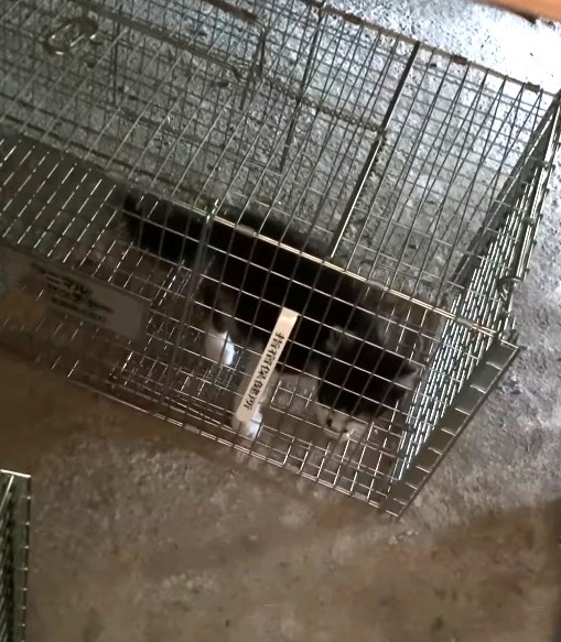 床下の子猫、無事に捕獲（「はちわれ農園」さん提供、Instagramよりキャプチャ撮影）