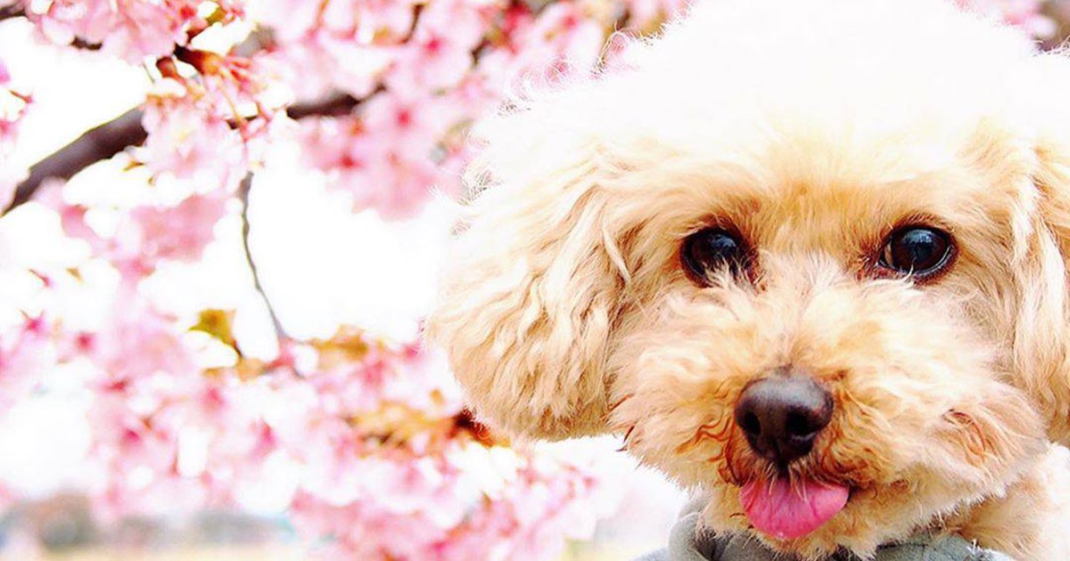 ec44eba38b10cad56eb4044b66d114