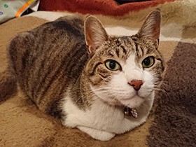 震災ボランティアを癒やしていた迷い猫「コロ」、夫婦が引き取る