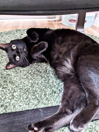 かまってアピールが愛らしいごまちゃん（画像提供：ぺぺ太さん）