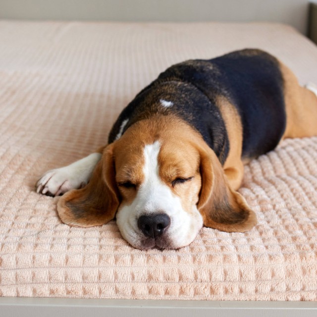 アメリカ人男性が迷子になっていた愛犬と4年ぶりに再会　※写真はイメージです