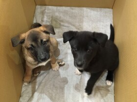 生後２カ月の野犬の預かりボランティア　３時間ごとのご飯に夜鳴きは楽じゃなかった