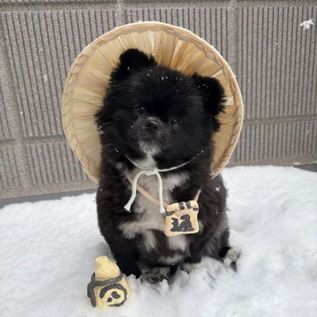 「冬の信楽焼たぬき」のようになったくつしたちゃん（画像提供：信楽焼たぬきのくつしたさん）