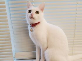 抱っこが苦手なのに、他の子が抱かれていると甘える　白猫「リラ」はツンデレ小悪魔