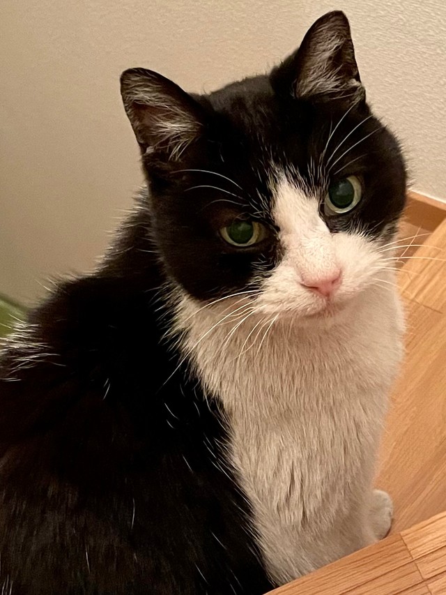 保護初日＝あんずさん（@apricotchan_）提供
