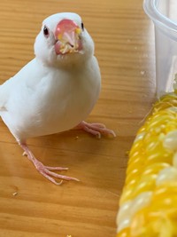 「とうもろこしは、毎年夏の楽しみです」（提供：むぎ太郎さん）