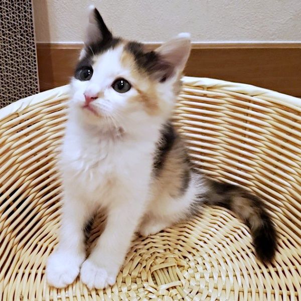 子猫の声がする！」 車にできた人だかり… 猫バンバンで救われた小さな