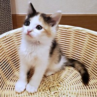 お迎え当日、目は丸くお顔はふっくらとしたみこちゃん（画像提供：方原 刺繍屋かたはらさん）