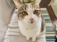 SNSでは、愛猫を美人と称えるなどの安本さんの猫愛にもほっこりさせられる