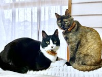 飼い主さんを見つめるたいやきくん（左）と先住猫のみりんちゃん（右）（画像提供：みりん たいやきさん）