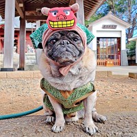 毎年恒例、獅子舞コスで初詣をしたシゲちゃん（画像提供：シゲパグさん）