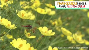 キバナコスモスが満開に　宮城・国営みちのく杜の湖畔公園