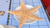 日本ではなじみがないが現地では海の幸として親しまれている／Lillianさん（@Lily0727K）提供