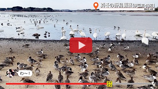 #772真冬の野鳥観察 伊豆沼・内沼