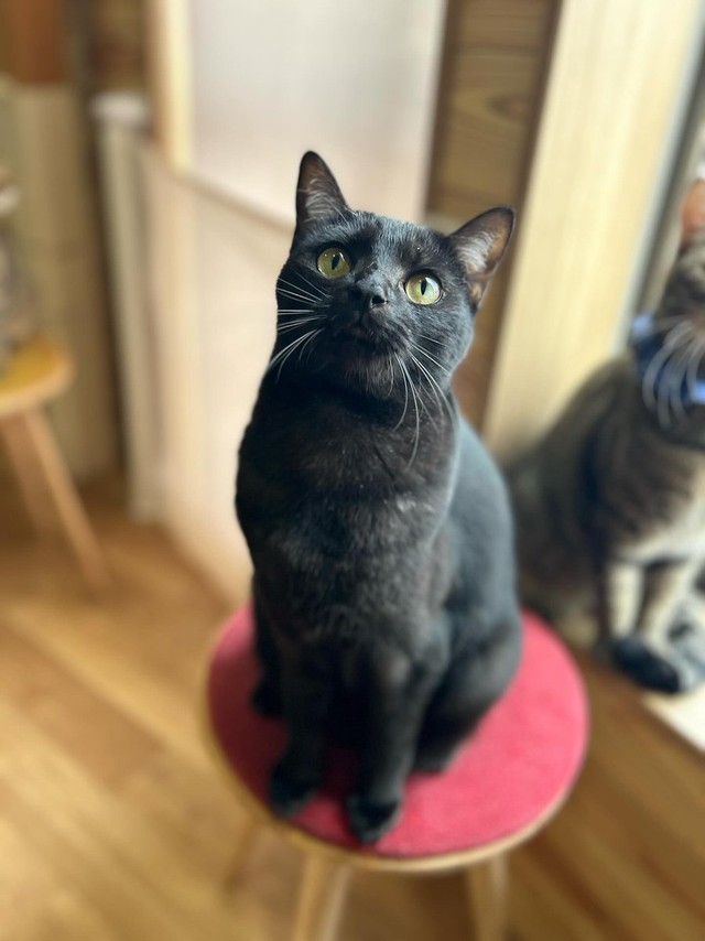 じゃらしに釘つけ＝さとう＠猫ぼっこさん（@necobokko）提供