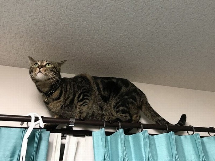 カーテンレールに上る