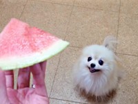 スイカを見て笑顔になるこまちちゃん（画像提供：comatemaさん）