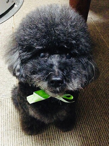 縫いぐるみのようだったQoo(クー)。クーを迎える前には２匹の雑種を飼っていて、理恵さんの母が可愛がったという（理恵さん提供）