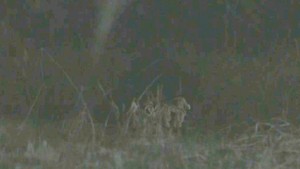 仙台・泉区の保育園近くに子グマ居座る　麻酔銃で捕獲試みるも茂みに逃げる　箱わな設置し捕獲へ