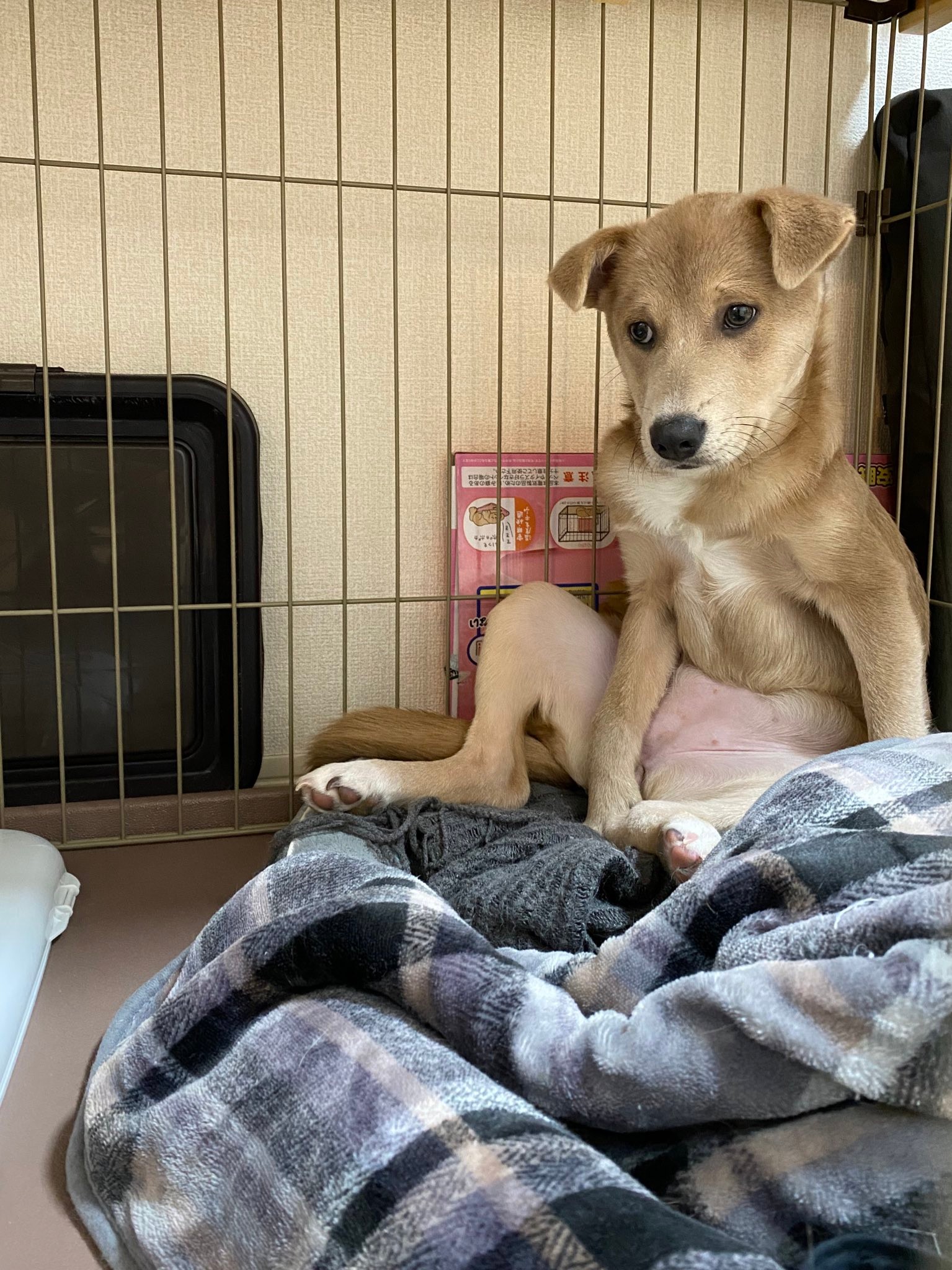 うちの犬は天才、オジサンみたいな座り方するけど」人間顔負けの姿に 