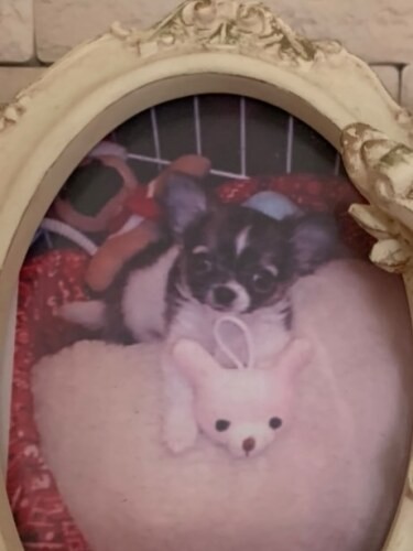 家にきたころの「テン」