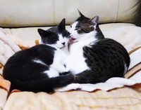 他の猫と遊ぶこともできるようになりました