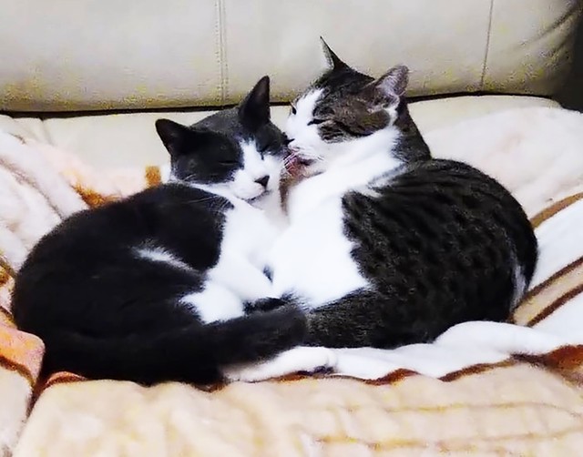 他の猫と遊ぶこともできるようになりました