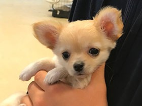 念願の犬との暮らしが始まったが「別犬？」　暴れるチワワに危機感を覚えた