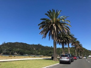 勝手なママとわかりつつ今度はニュージーランドに親子留学　主治医はまたあきれ顔