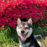 飼い主さんとのお散歩やお出かけが大好きな煮豆くん。ニコニコ顔が可愛い♡（画像提供：【黒豆柴】煮豆さん @nimame_0130）