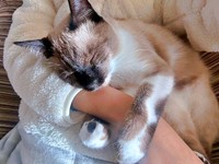 飼い主さんの腕の中で眠るROCKくん（画像提供：yu-kaさん）
