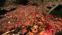 白峯寺のライトアップの様子（2024年11月撮影）