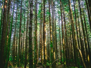 野菜を皮ごと食べる「貧乏性」も、祖母と過ごした自然を守るためなら