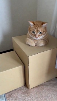 穴に潜る時の手が可愛すぎるみんたくん（提供：保護猫みんた様と下僕のぺちの助🍏さん）