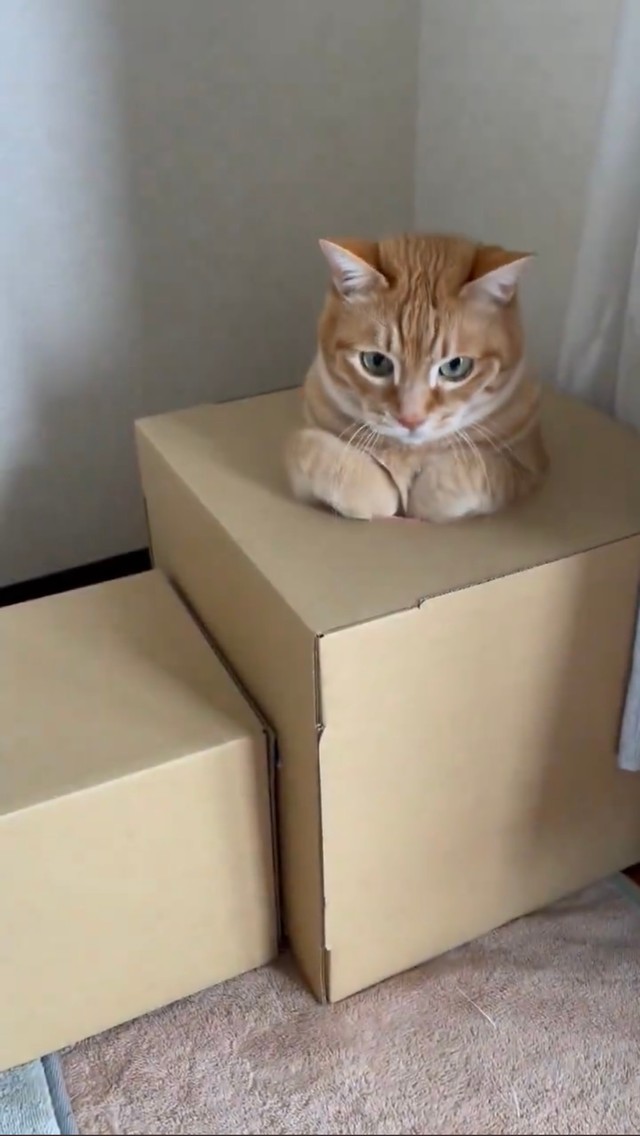 穴に潜る時の手が可愛すぎるみんたくん（提供：保護猫みんた様と下僕のぺちの助🍏さん）