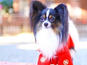 ５歳になったから羽織袴で七五三のお参りへ　パピヨン「虎太」