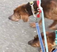 散歩中でも猪突猛進に突き進むライアンとターク