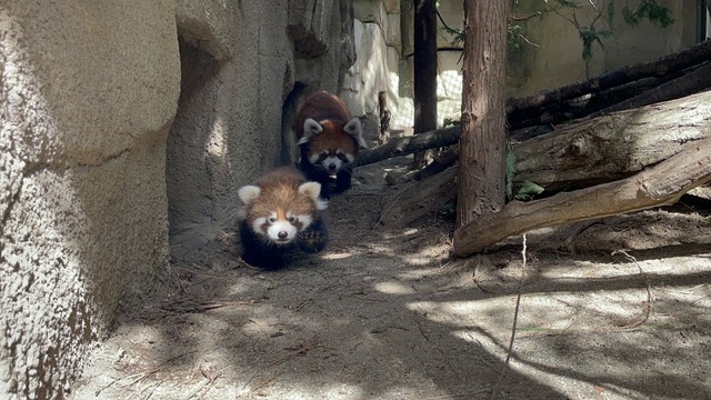 親子で追いかけっこ 画像提供：那須どうぶつ王国