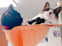 クロロちゃん（左）にちょっかいを出してたしなめられるぽんちゃん（右）（画像提供：マミ太郎さん）