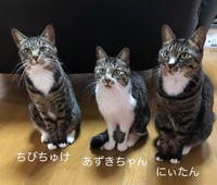 左からちびちゅけくん、あずきちゃん、にぃたん（提供写真）