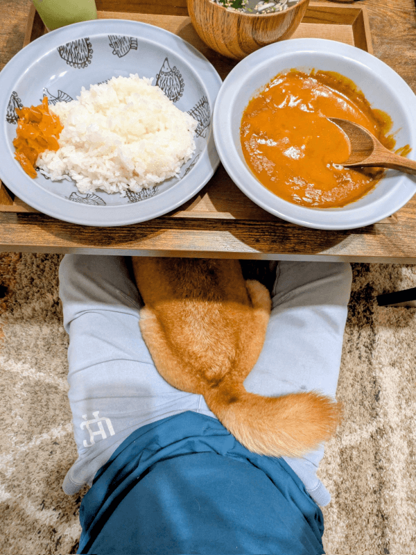 食事中、飼い主さんの膝上にちょこんと座るすずちゃん（画像提供：入間川いぬ散歩会さん）