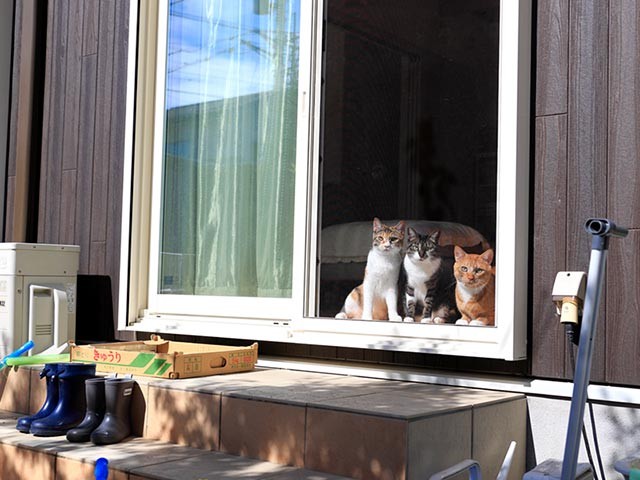 夢で会った三毛猫 先住猫らに調和をもたらし 一家をハッピーに 犬 猫との幸せな暮らしのためのペット情報サイト Sippo