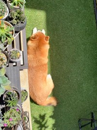 日向ぼっこを満喫するおとちゃん（画像提供：柴犬おとちゃん 6歳さん）