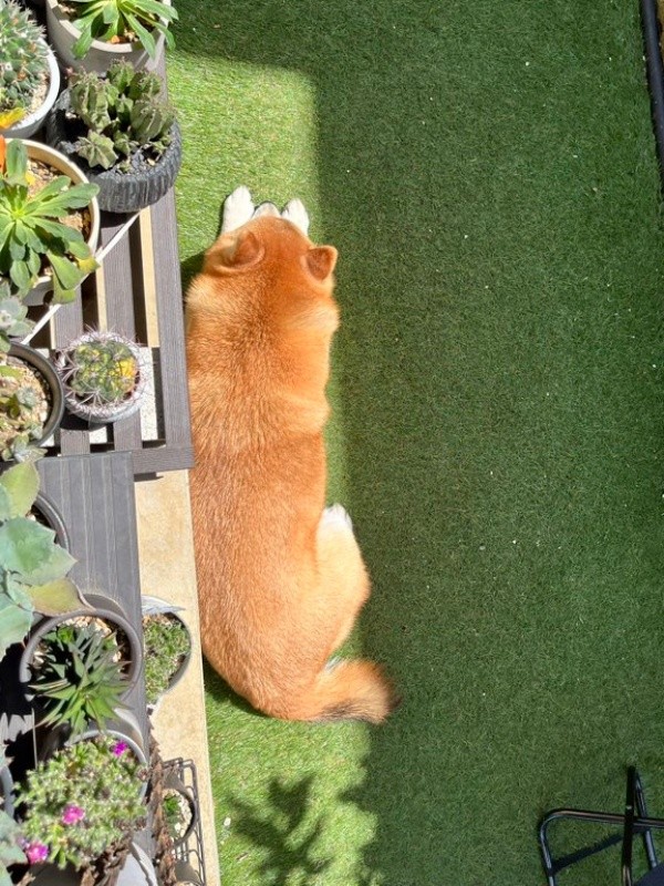 日向ぼっこを満喫するおとちゃん（画像提供：柴犬おとちゃん 6歳さん）