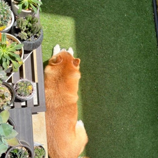日向ぼっこを満喫するおとちゃん（画像提供：柴犬おとちゃん 6歳さん）