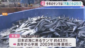 日本近海のサンマ　調査開始以来最少か